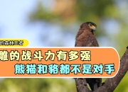 九游娱乐在线-包含四川熊猫不敌对手，状态有所下滑的词条